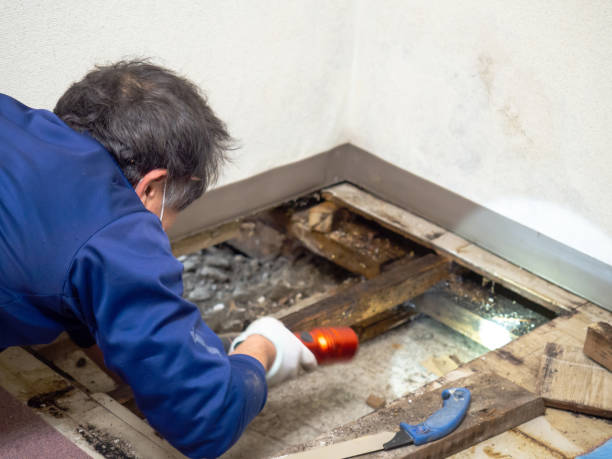 Office Mold Removal Services in Farmington, PA