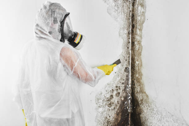 Trusted Farmington, PA Mold Removal Experts