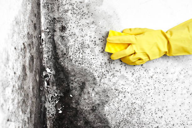 Certified Mold Removal in Farmington, PA