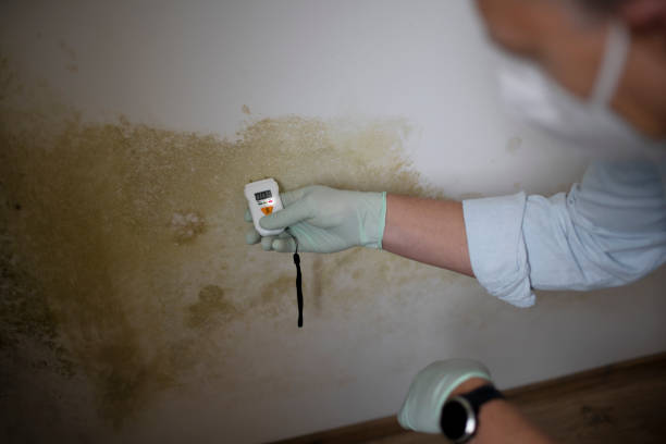 Best Certified Mold Removal  in Farmington, PA