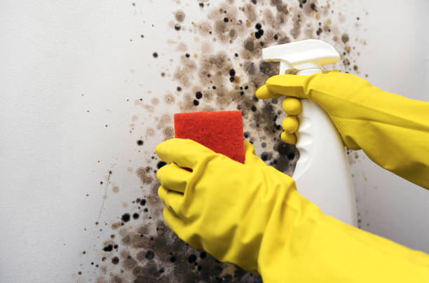 Mold Removal and Inspection in Farmington, PA