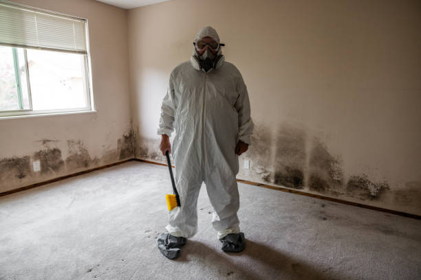 Best Mold Damage Repair  in Farmington, PA